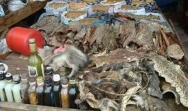 IN Alice ™ Brakpan SANGOMA (+27826623707) TRADITIONAL HEALER/ SPIRITUAL HEALER / SPELLS CASTER In Bisho , Bizana , Bloemfontein , Blouberg , Boskruin , Botshabelo , Brackenfell , Brakpan , Bramley, South africa Alberton , Adelaide , Addo , Aliwal North , Amanzimtoti , Atlantis , Balfour , Ballitoville , Barkly East , Beaufort-West , Bedford view , Bellville , Benoni , Berville , Bethlehem , Bisho , Bizana , Bloemfontein , Blouberg , Boskruin , Botshabelo , Brackenfell, Bramley, South africa